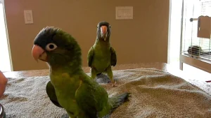 Blue Crown Conure Parrots For Sale