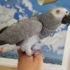 African Grey Parrot For Sale