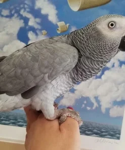 African Grey Parrot For Sale
