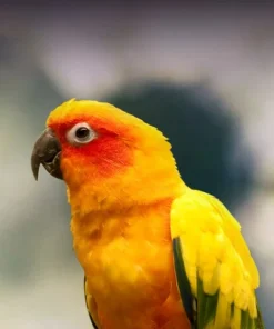 Baby Sun Conure Parrots For Sale