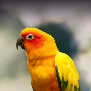 Baby Sun Conure Parrots For Sale