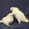 Baby Hand Reared Umbrella Cockatoo For Sale