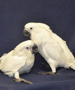 Baby Hand Reared Umbrella Cockatoo For Sale