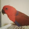 Eclectus Parrots For Sale