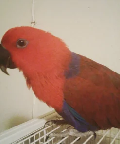 Eclectus Parrots For Sale
