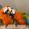 Baby Male and Female Tropicana macaws For Sale