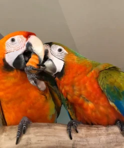 Baby Male and Female Tropicana macaws For Sale