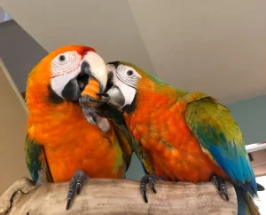 Baby Male and Female Tropicana macaws For Sale