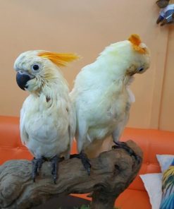 Baby Citron-crested cockatoo For Sale