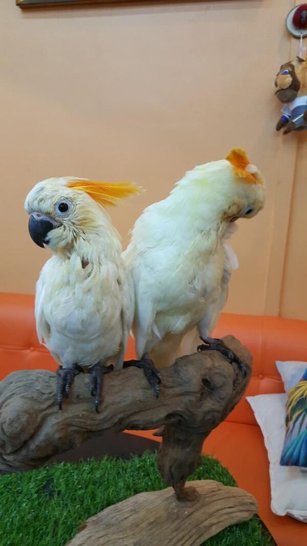 Baby Citron-crested cockatoo For Sale Baby Citron-crested cockatoo For Sale