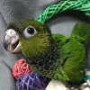 Black-Capped Conure Parrots For Sale