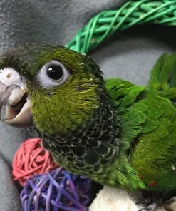 Black-Capped Conure Parrots For Sale