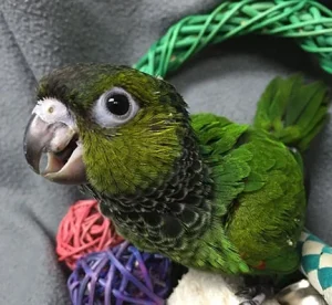 Black-Capped Conure Parrots For Sale