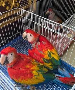 Baby Scarlet Macaw parrot For Sale