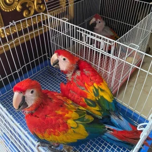 Baby Scarlet Macaw parrot For Sale