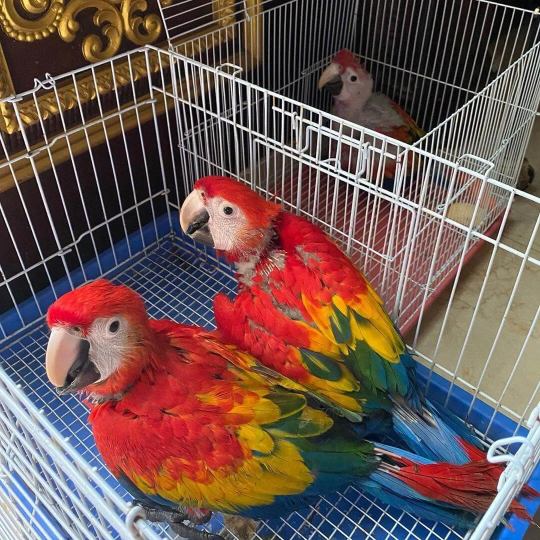 Baby Scarlet Macaw parrot For Sale Baby Scarlet Macaw parrot For Sale