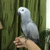 Baby African Grey Timneh Parrot For Sale