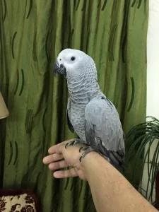 Baby African Grey Timneh Parrot For Sale