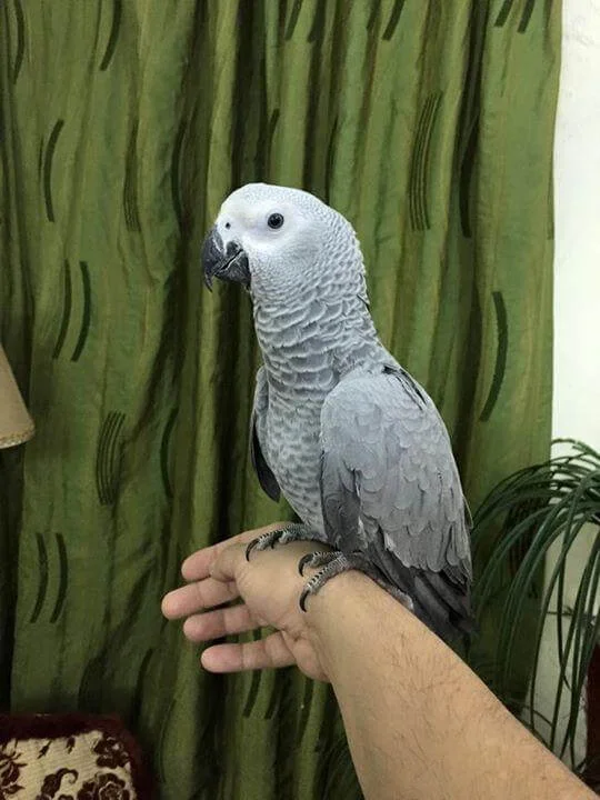 Baby African Grey Timneh Parrot For Sale Baby African Grey Timneh Parrot For Sale