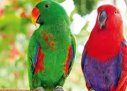 Eclectus Parrots For Sale