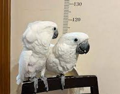 Baby Hand Reared Umbrella Cockatoo For Sale