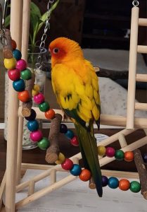 Exotics Parrot For Sale