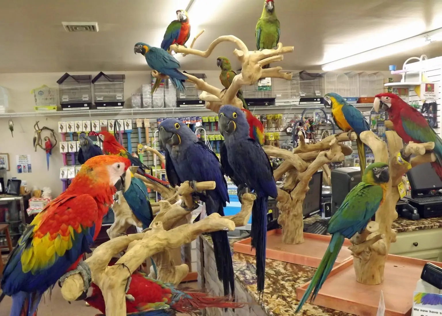 Exotics Parrots For Sale