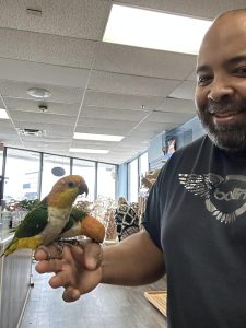 Exotics Parrot For Sale