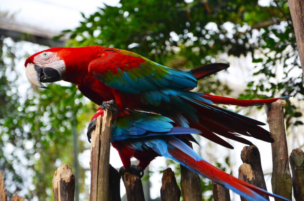 Exetics Parrot For Sale