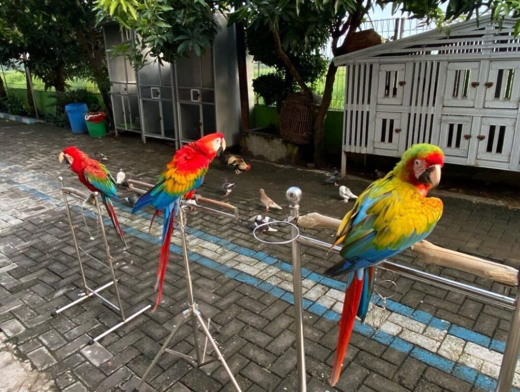 Exotics Parrot For Sale