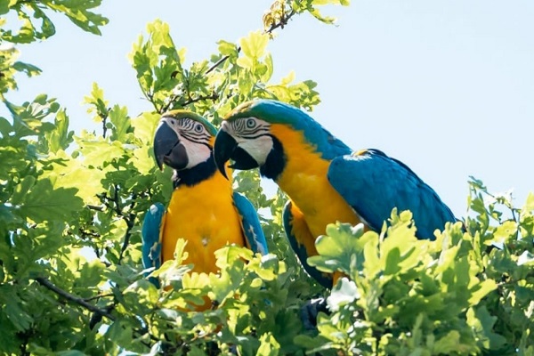 Exotics Parrots For Sale