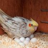 Buy Cockatiel Eggs