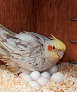 Buy Cockatiel Eggs
