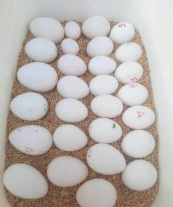 Buy Hyacinth Macaw Parrot Eggs