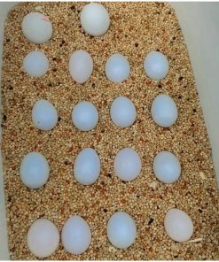 Buy Green-Winged Parrot Macaw Eggs