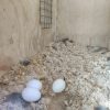 Fertile Hybrid Macaw Parrot Eggs