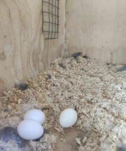 Fertile Hybrid Macaw Parrot Eggs