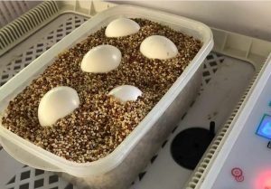 Blue Throated Macaw Parrot Eggs