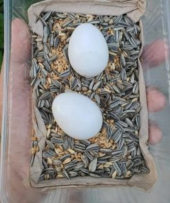Buy Black palm Cockatoo Parrot Eggs