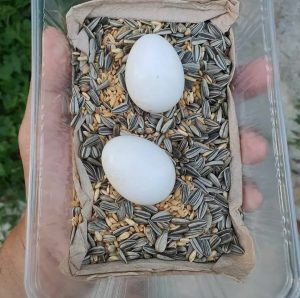 Buy Black palm Cockatoo Parrot Eggs