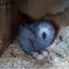 Buy Congo African Grey Parrot Eggs