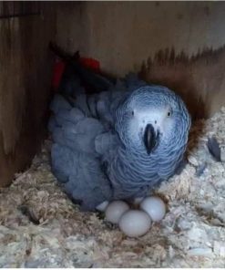 Buy Congo African Grey Parrot Eggs