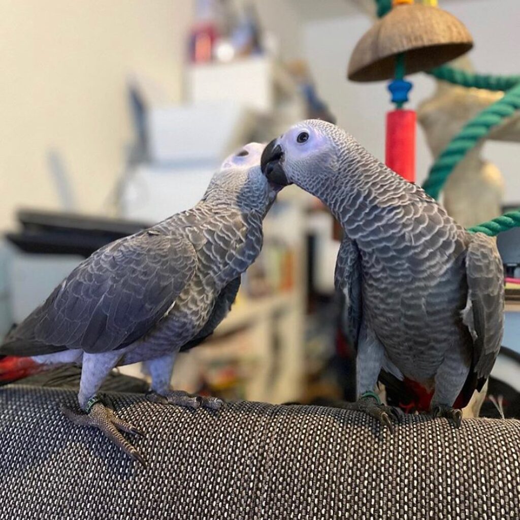 Exotics Parrot For Sale