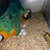 Buy Blue & Gold Macaw Parrot Eggs
