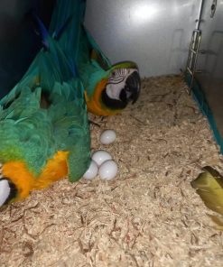 Buy Blue & Gold Macaw Parrot Eggs