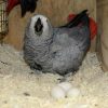 Buy African Grey Parrot Eggs