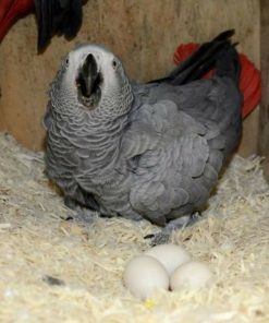 Buy African Grey Parrot Eggs