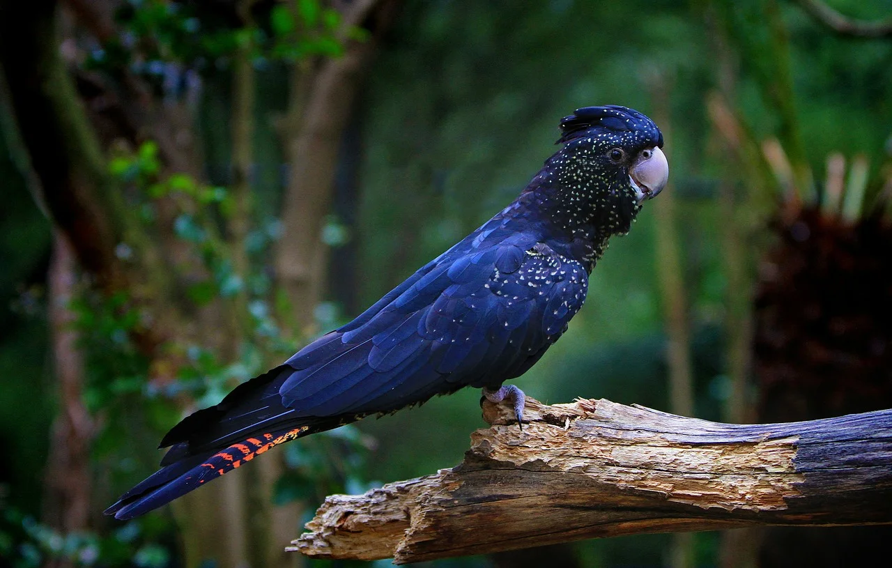 Exotics Parrots For Sale