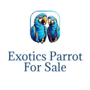 Exotics Parrot For Sale