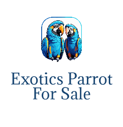 Exotic Parrot For Sale